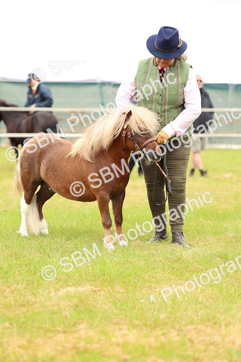 SBM_04471 - Class 64-67 - Shetland Pony In Hand