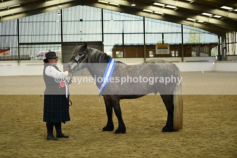 WJ5_5816 - Morning in hand Championship