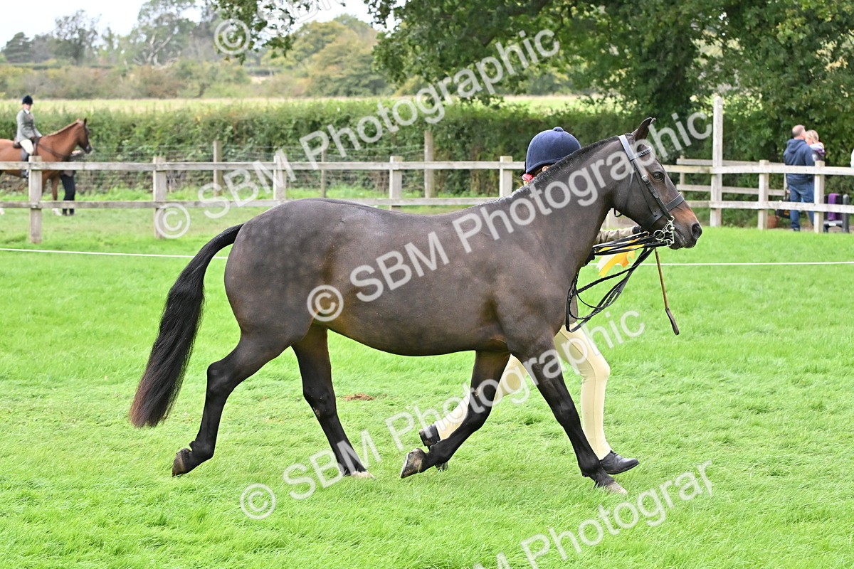 SBM_64970 - S50 - Show Pony & Show Hunter Pony In Hand