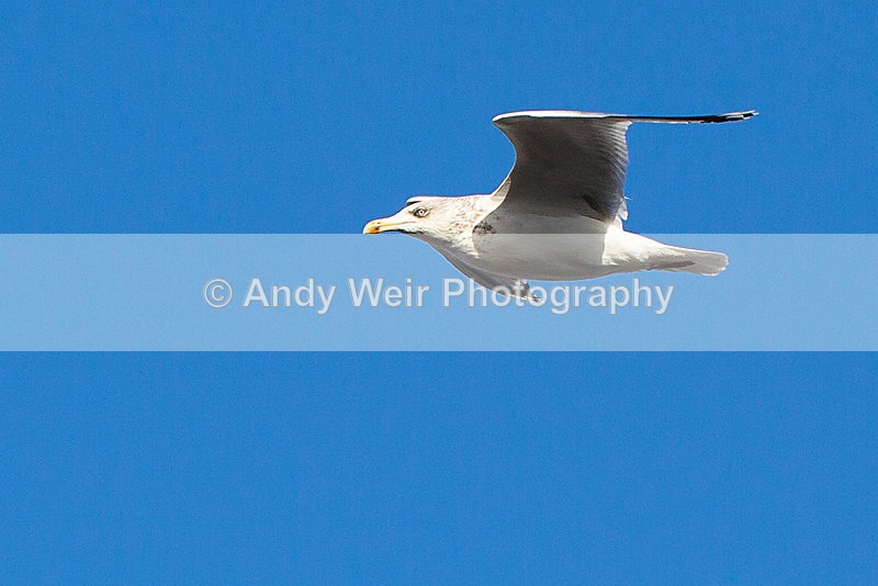 20150102-3K8A7467 - Herring Gull
