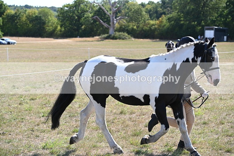 WJ6_7517 - Class 34 Judges Choice