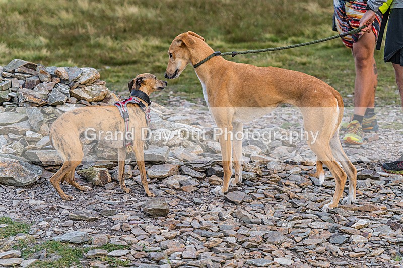 Fellside-469 - Fellside Fell race Wednesday 22nd July 2026