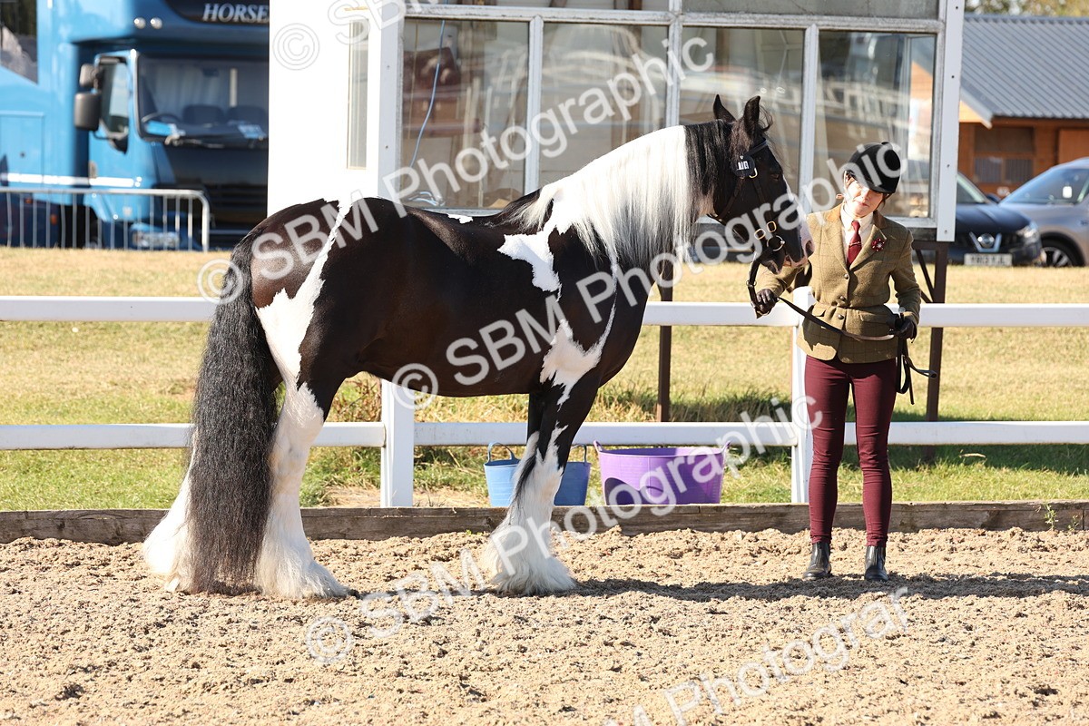 SBM_11735 - Class 204 - Young Handler 11 to 16 years