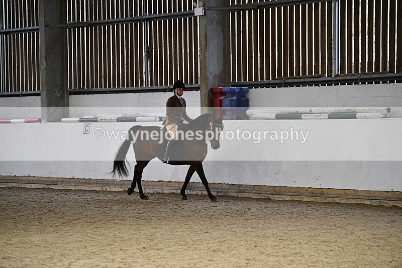 WJ5_8841 - Class 15 Ridden Show Horse