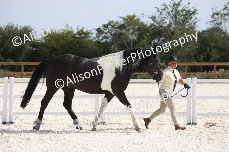 20260802-0882 - Class 9 - Youngstock