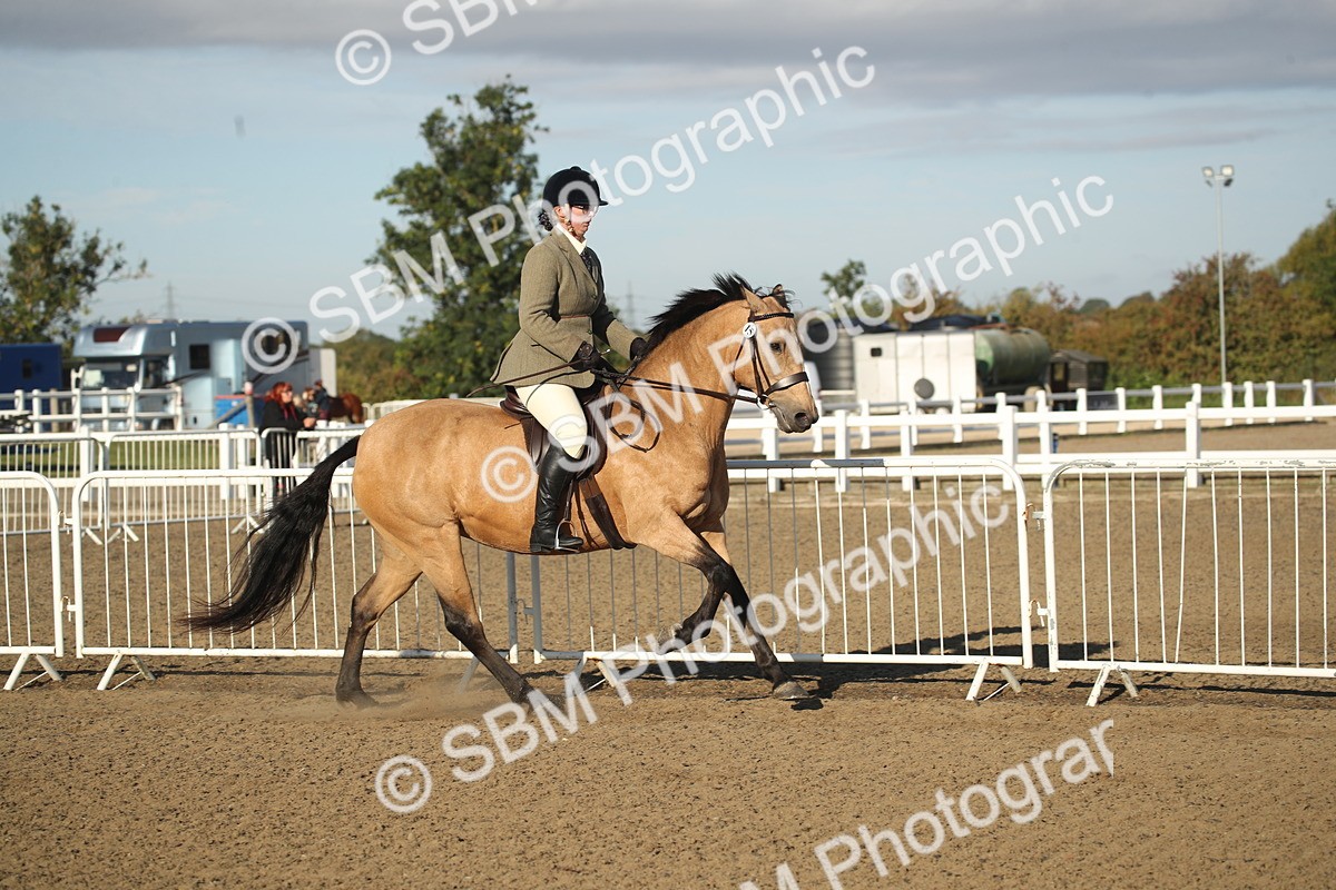 SBM_11534 - Class 502 - Riding Club Horse