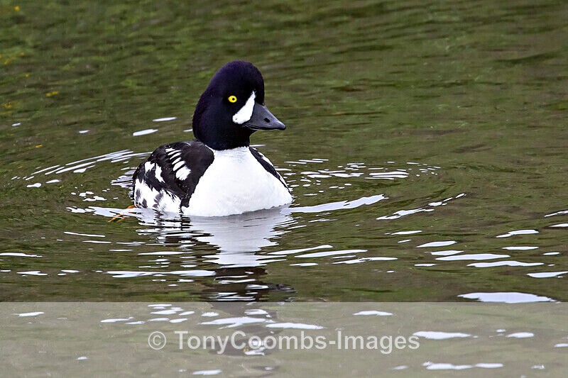 Barrows Goldeneye (m) - Iceland