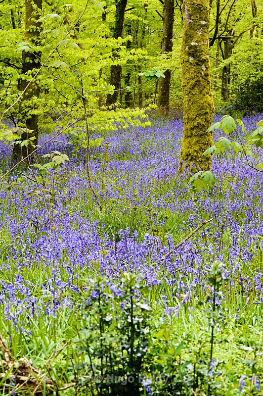  - Bluebells