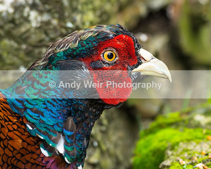 20130921-3K8A6179 - Gamebirds