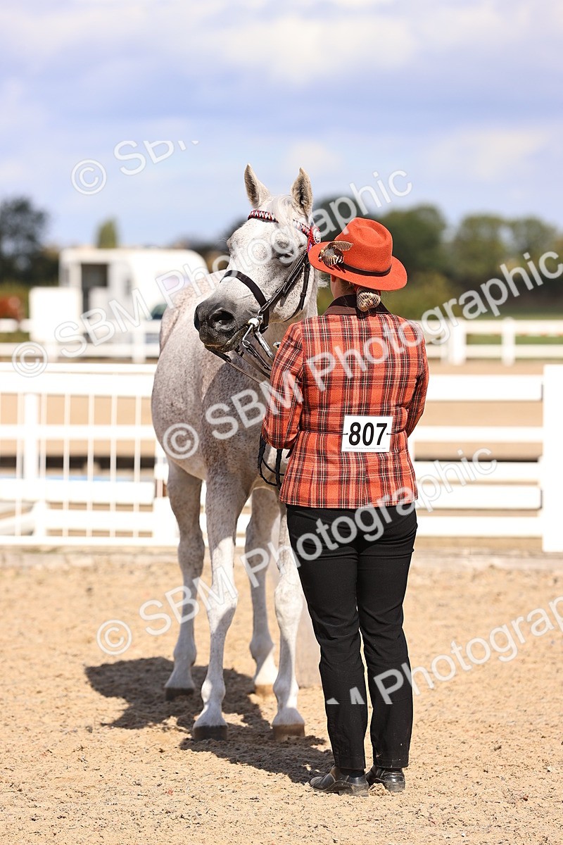 SBM_14387 - Class 412 - Handsomest Gelding (IH or Ridden)Adult