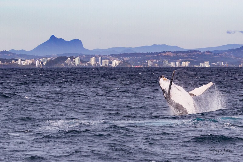 Mt Warning 0A3A0291 - Humpback Whales