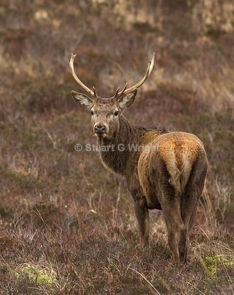 700 - Deer