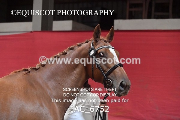 JAC_6752 - 15 Ziggy of Westoak