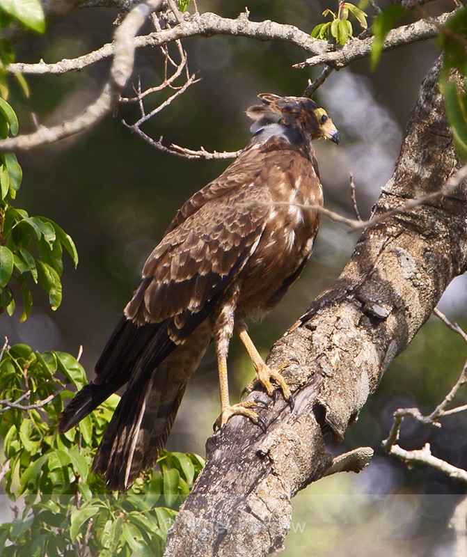 African Harrier-hawk (immature) perched in a tree - African Harrier-hawk