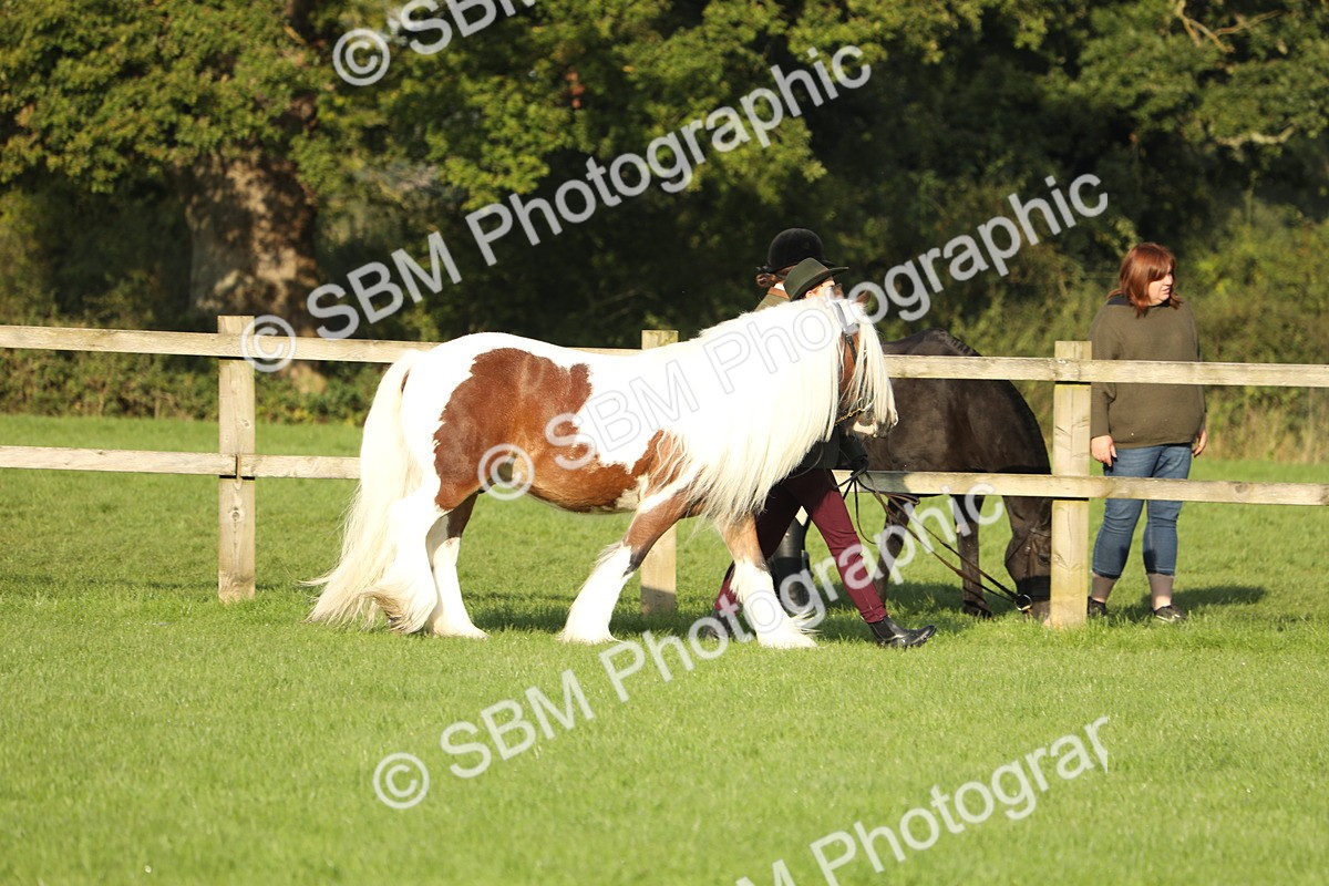 SBM_60791 - S43 - Coloured Pony In Hand