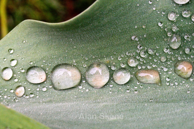 DSC00697 - Droplets