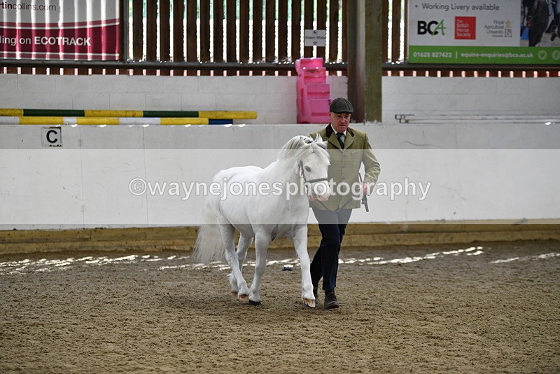 WJ5_5337 - Class 4 In hand M&M - small breeds