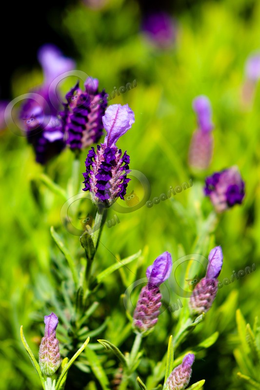 Lavender-222 - Plants and trees