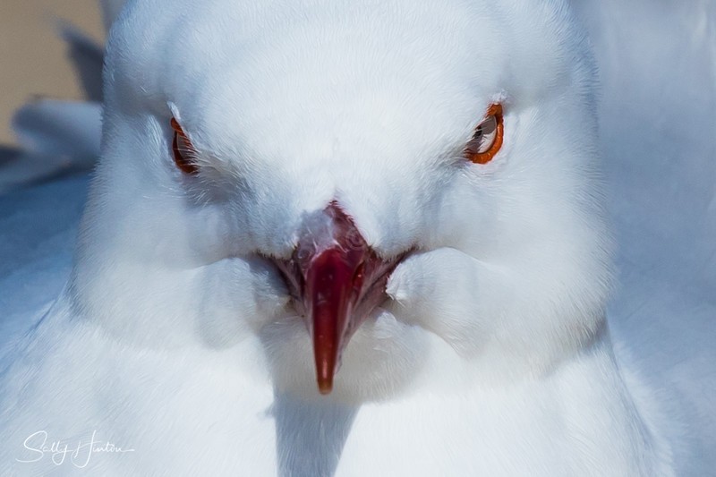 Gull Frontal