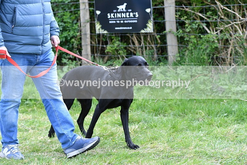 WJ5_9490 - Class 3 Most Handsome Dog