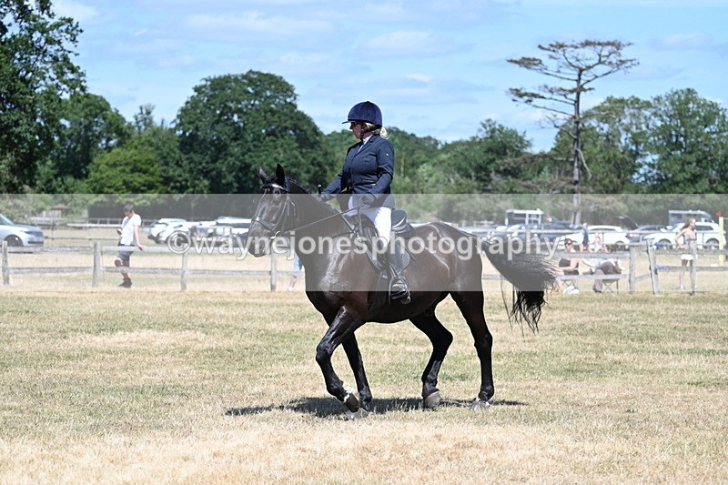 WJ7_2926 - Class 7 Riding Club Show Horse