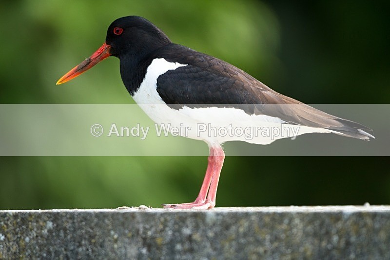 20110615-IMG_5899 - Oyster Catcher
