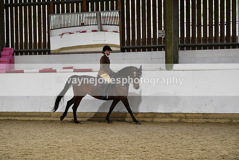 WJ5_8852 - Class 15 Ridden Show Horse