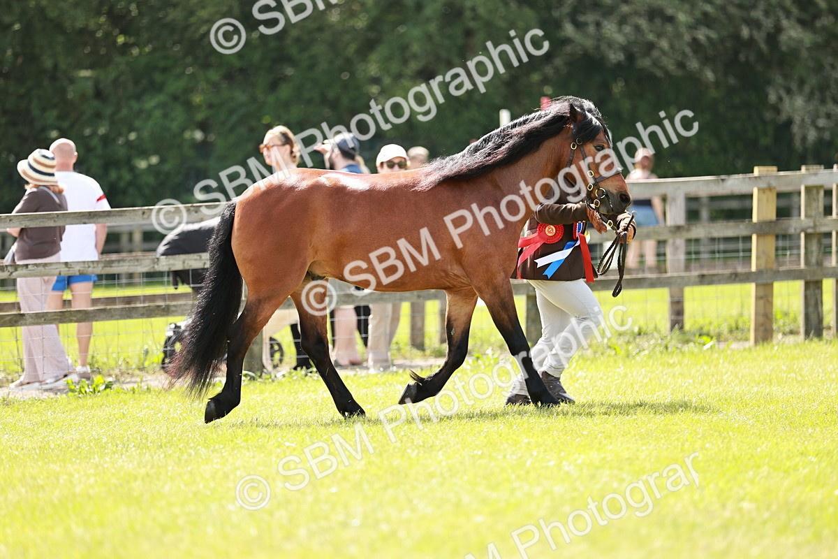 SBM_02514 - Class 14-23 - Mountain & Moorland In Hand Non Welsh