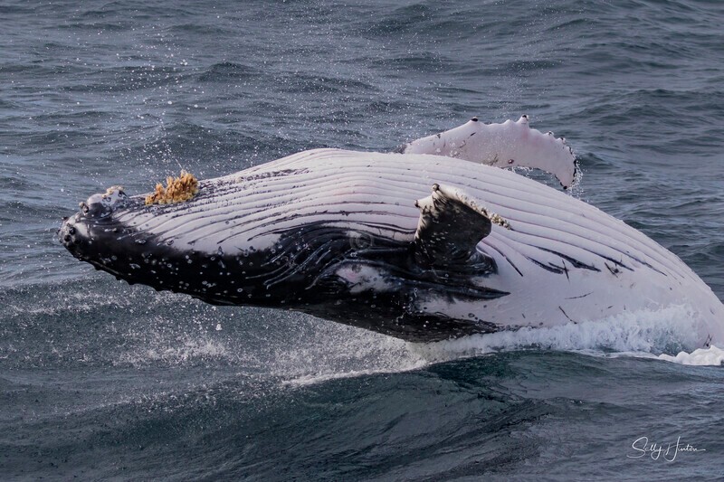 0A3A2607. Humpback Breach 6 - 2026 Whales