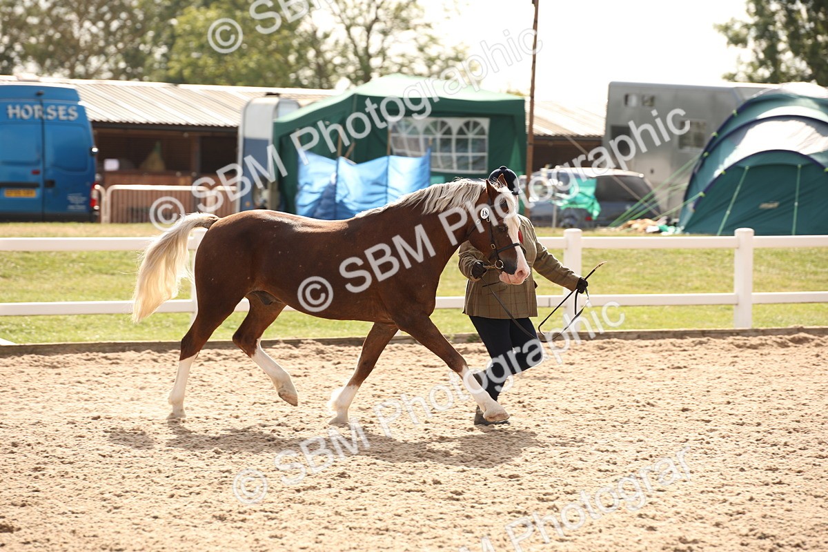 SBM_08144 - Class 27 - IH Competition Horse-Pony