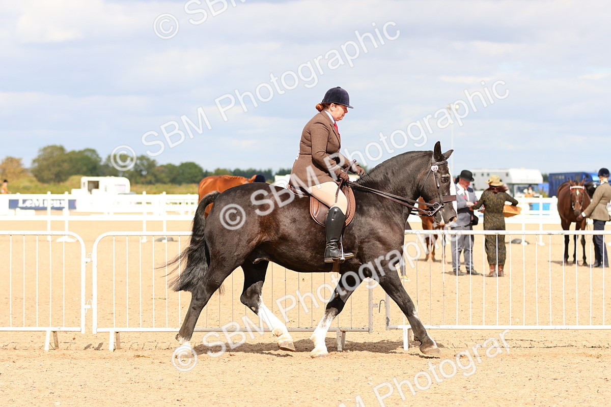 SBM_15474 - Class 214 - Ridden Show Cob