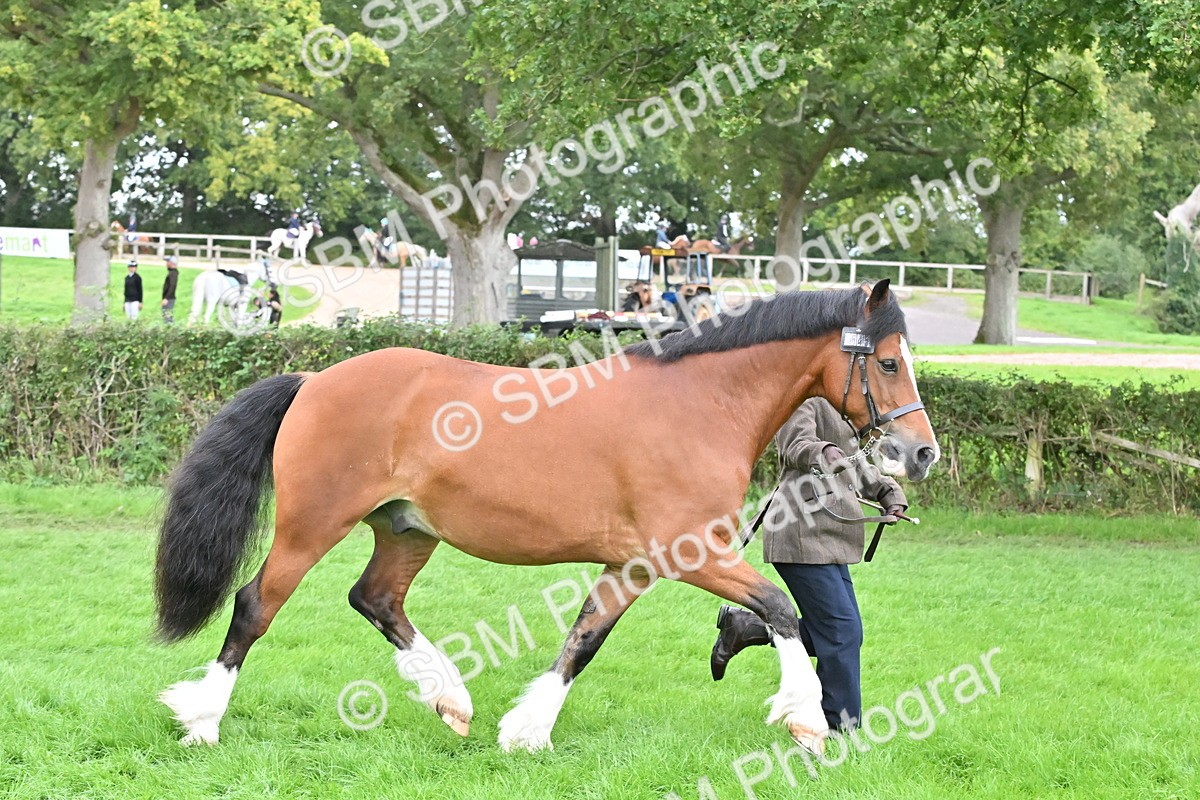 SBM_63243 - S49 - Mountain & Moorland In Hand Large Breeds