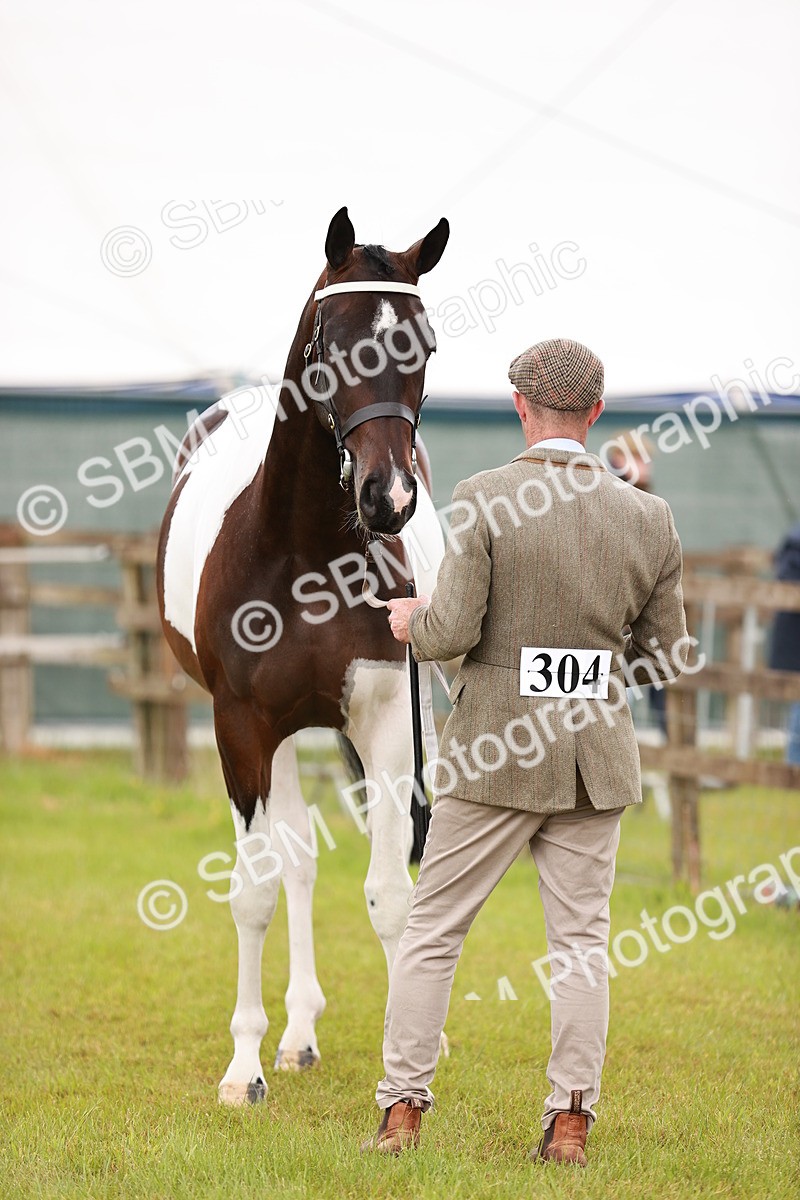 SBM_00784 - Class 26-30 Sport Horse In Hand