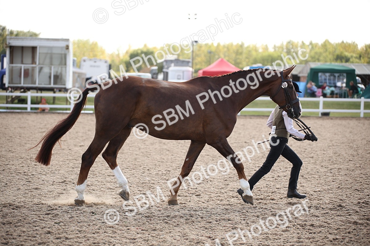 SBM_07100 - Class 25 IH Foreign Breeds- Pure bred