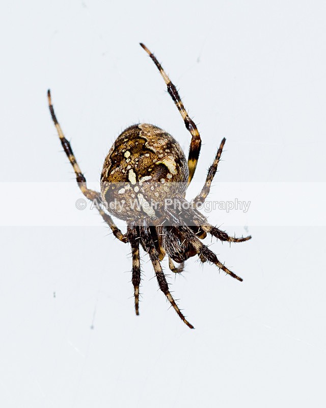 20151003-3K8A0004 - Insects