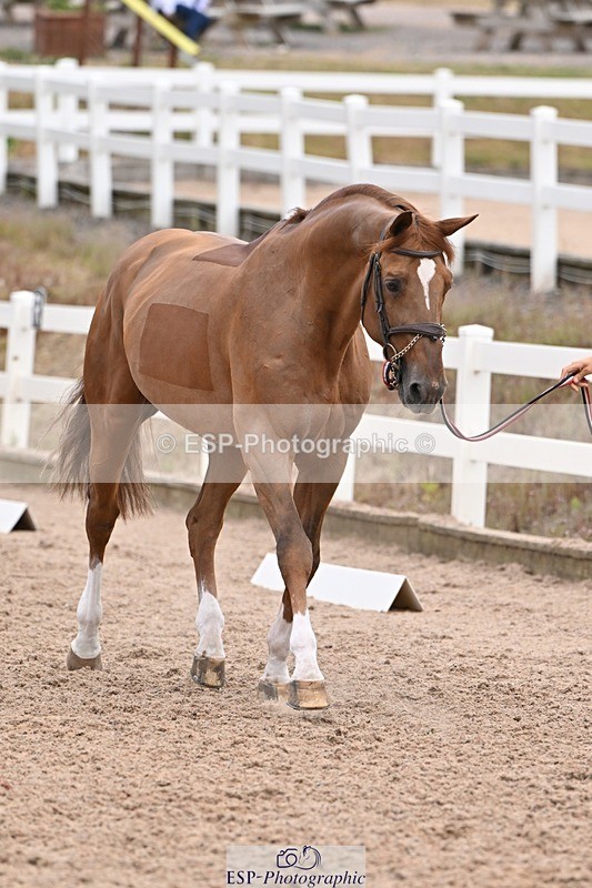 250716-143350-01199 - Trot Up 2.30 to 3.30