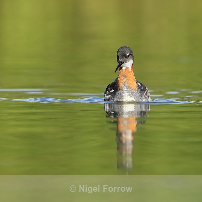 Red-necked Phalarope (female), Iceland - Red-necked Phalarope