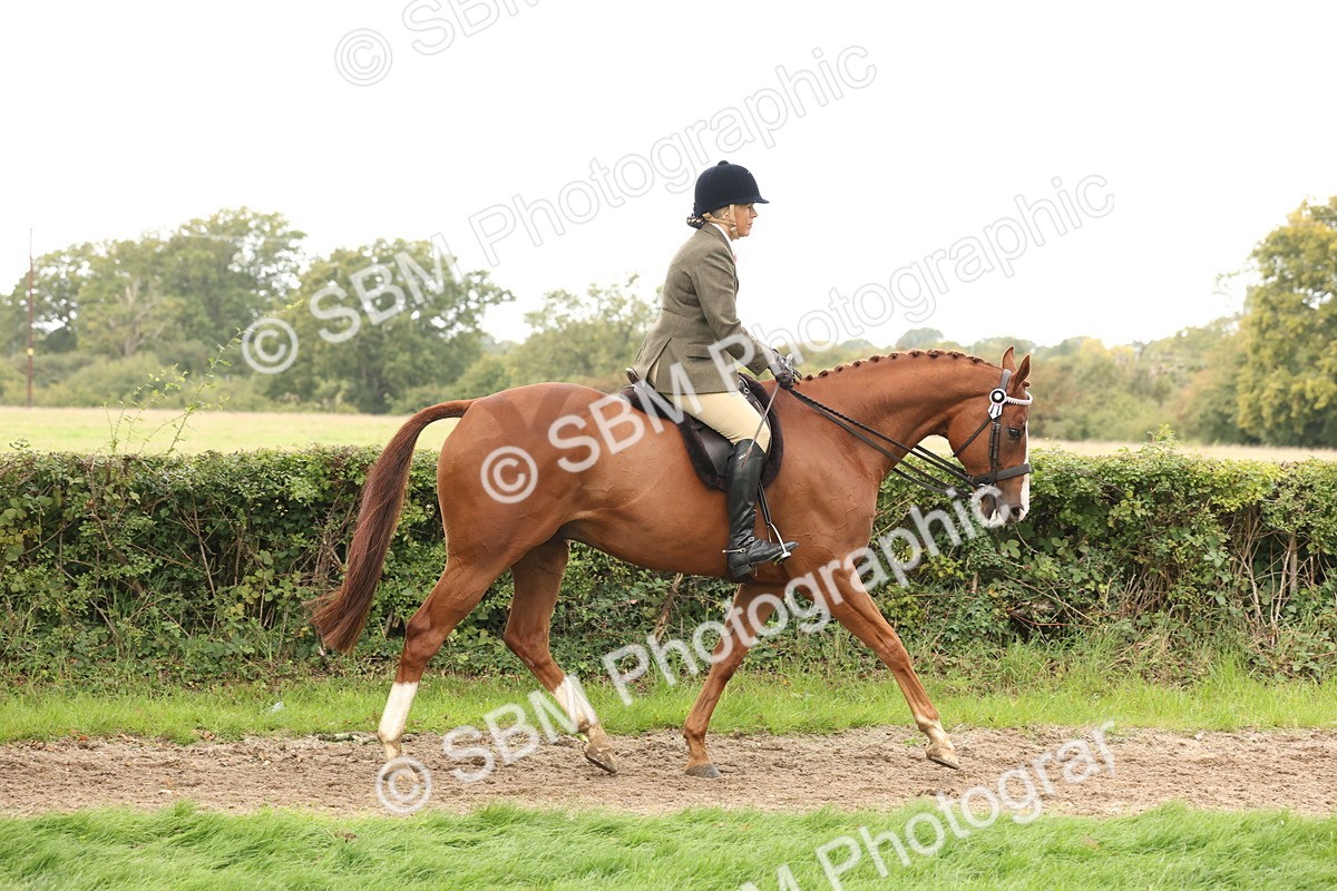 SBM_64186 - S65 - Riding Horse & Hack & Thoroughbred Ridden