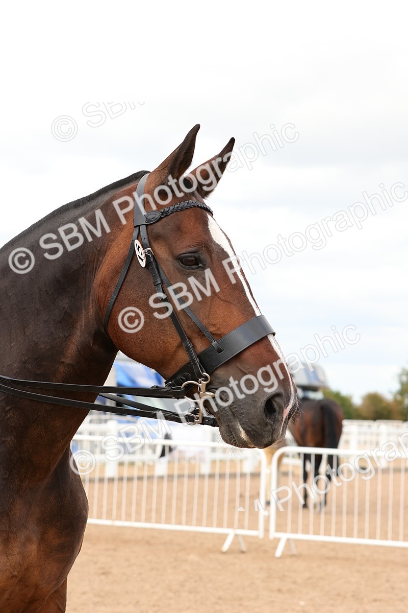 SBM_15509 - Class 214 - Ridden Show Cob