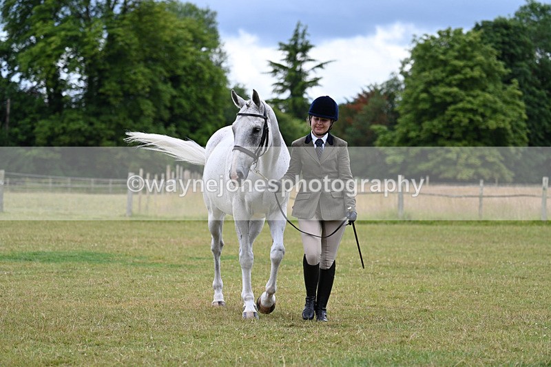 WJ7_6978 - Class 5a Most Handsome Gelding in Hand
