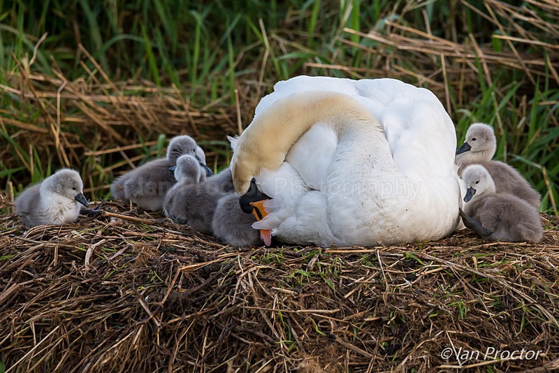 Mute Swan and Cygnets in Nest - Nature