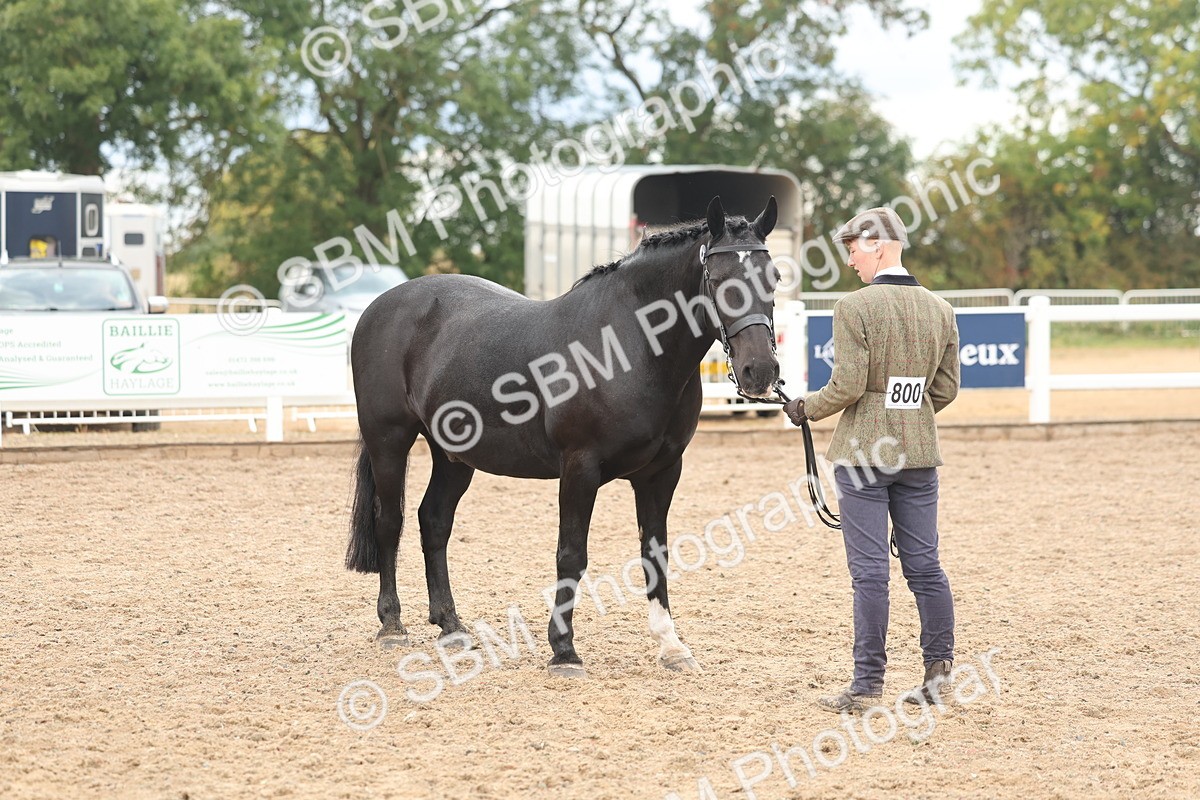 SBM_07795 - Class 27 - IH Competition Horse/Pony