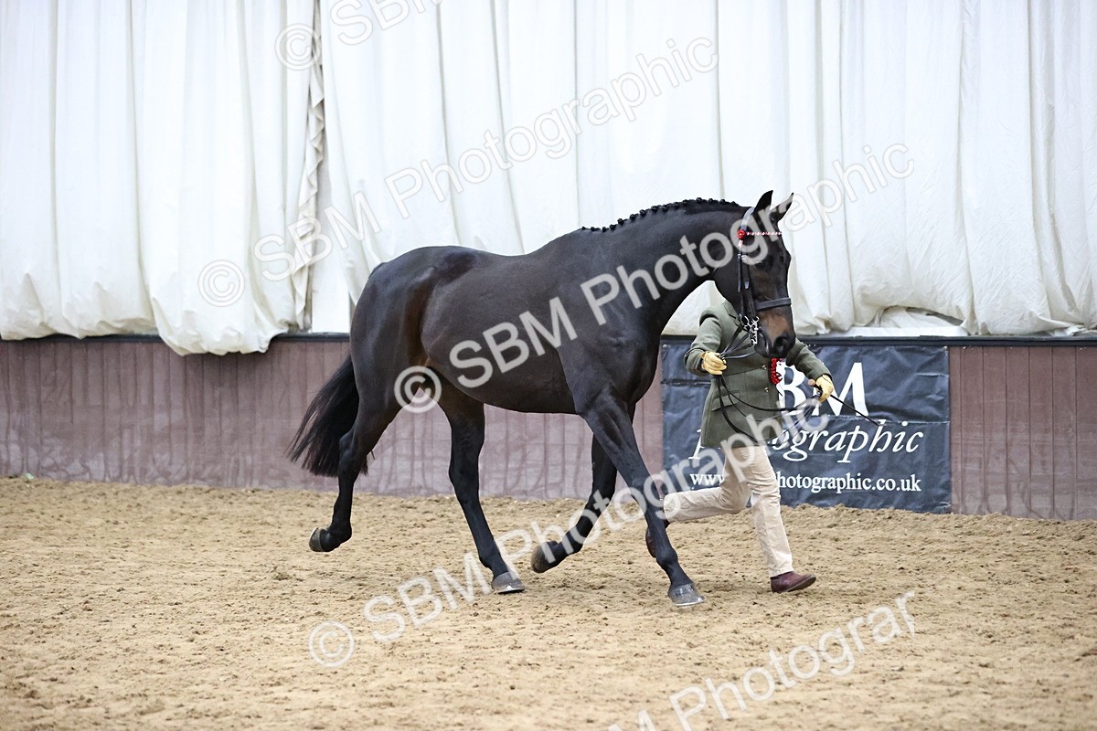 SBM_5794 - Class 3 - BSHA In Hand Show Hunter