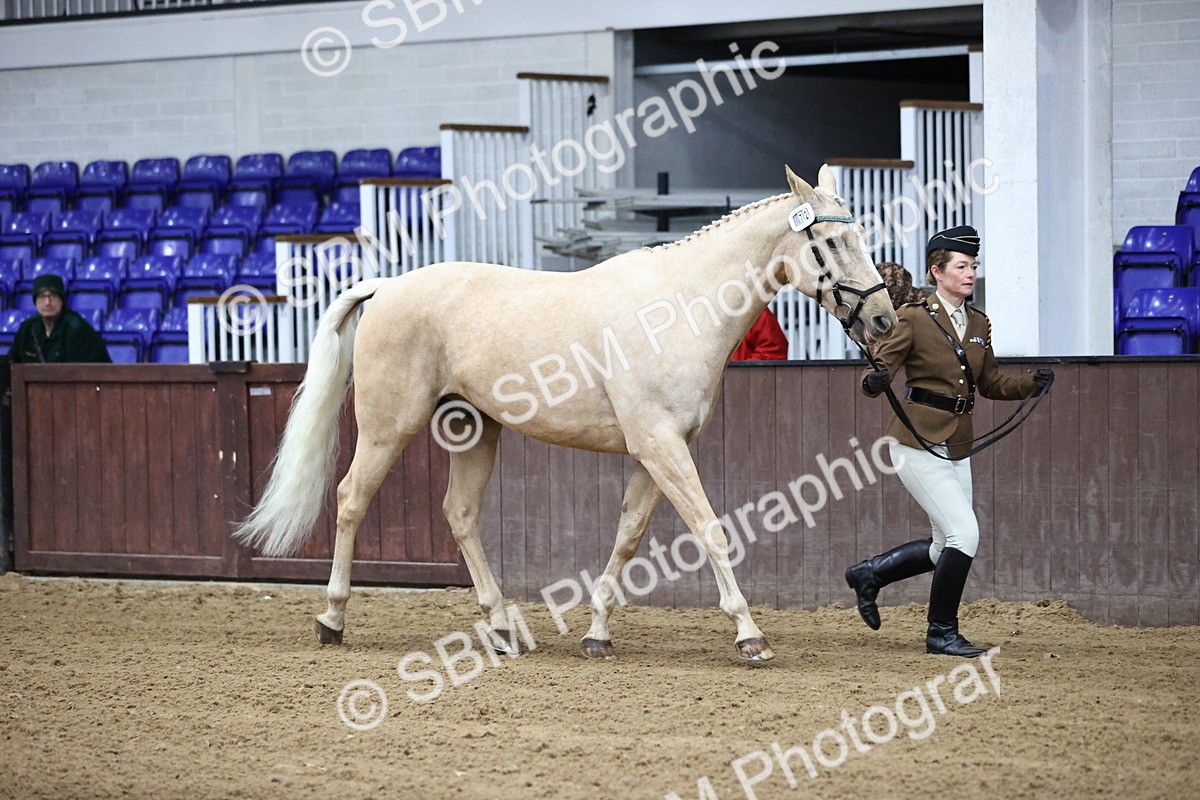 SBM_5183 - Class 39 - In Hand Gelding