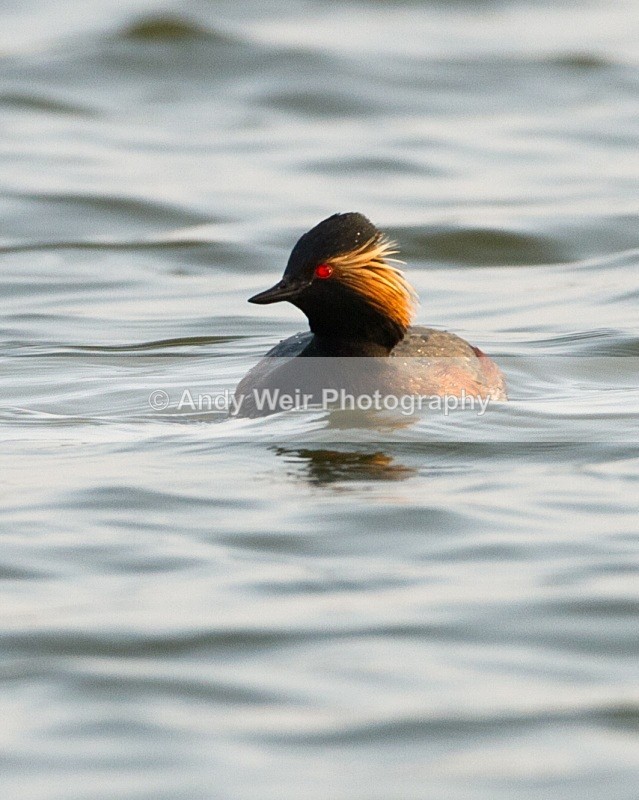 20110328-IMG_2996 - Black-necked Grebe