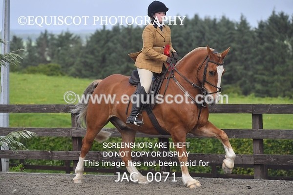 JAC_0071 - CLASS 3 Intermediate Working Hunter (0.70m - 0.85m)