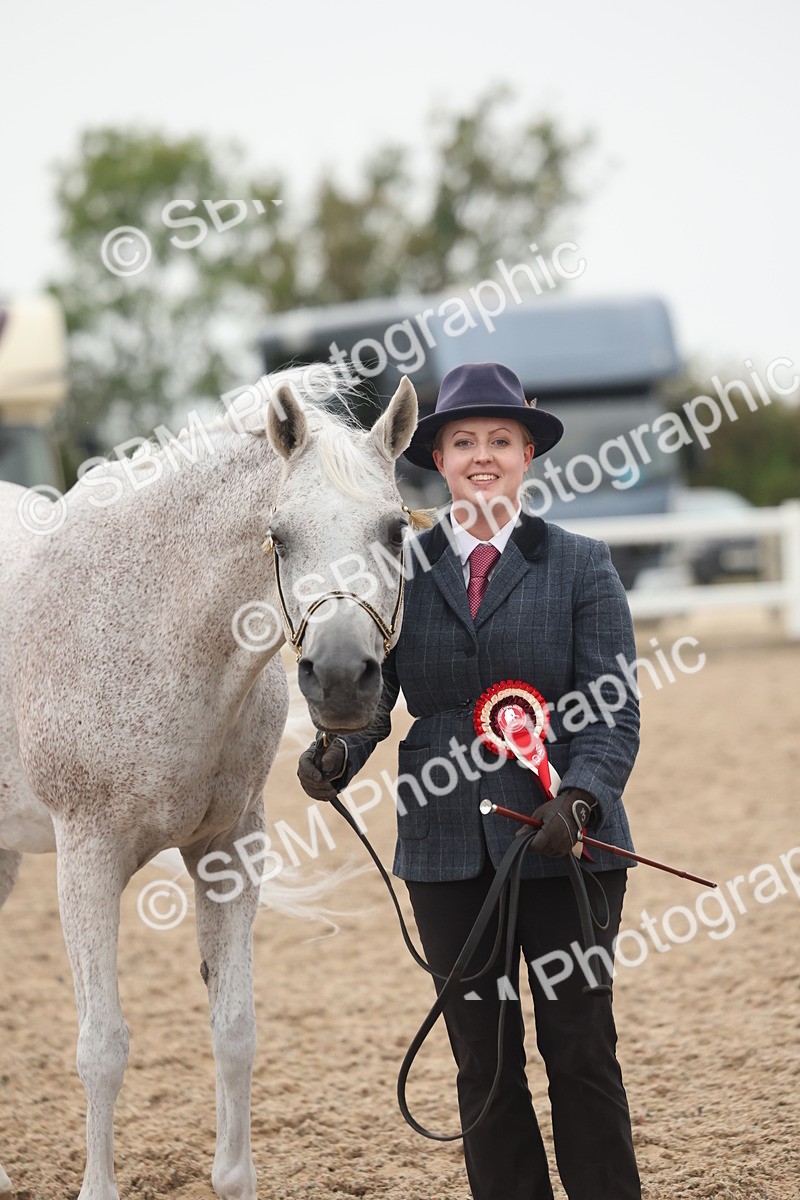 SBM_19434 - Class 317 - IH Pure Bred Horse-Pony