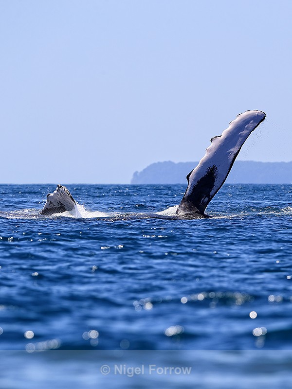 Two Humpback Whale fins, Drake Bay, Costa Rica - Whale