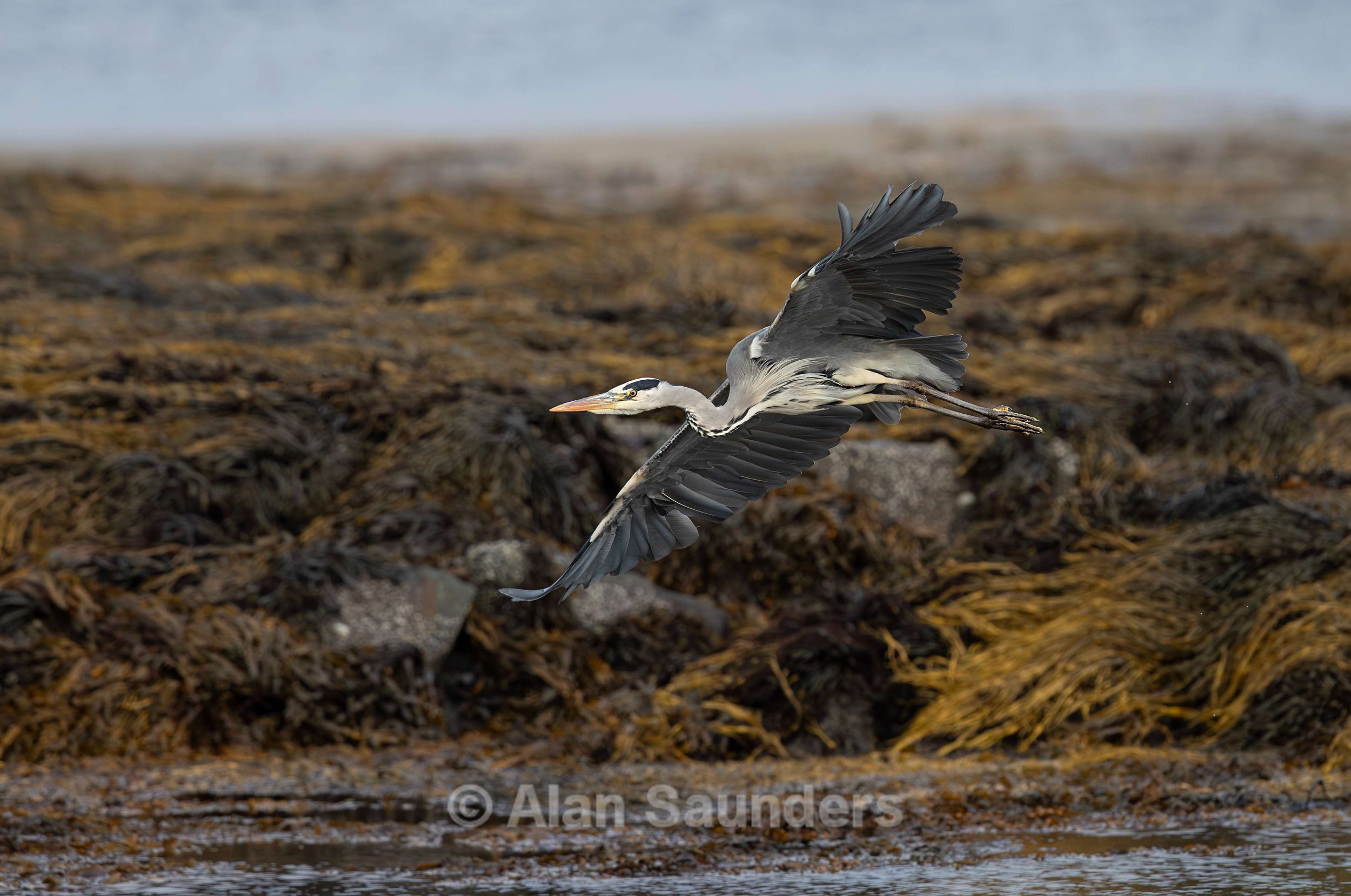 Grey Heron 19