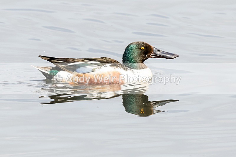20180531-Woolston-8E0A6796 - Shoveler